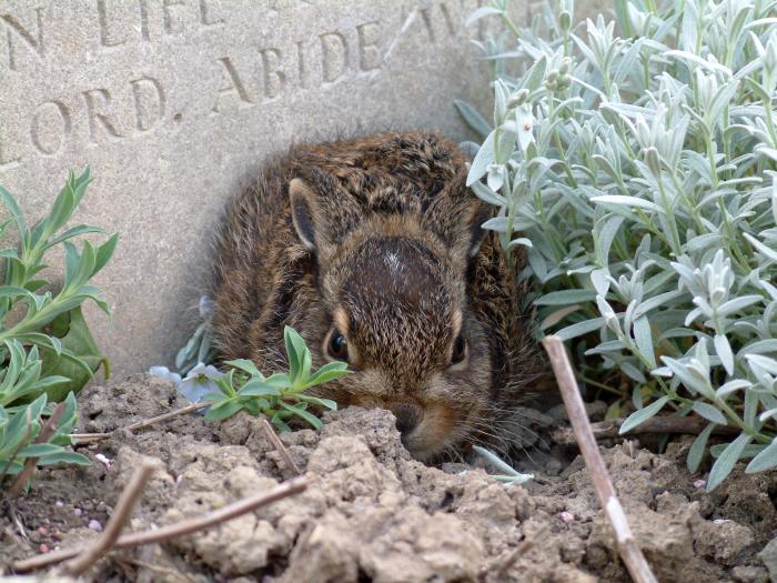 Leveret in Belgium
