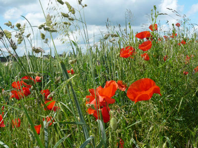 Normandy poppies by Anne Edwards