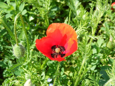 A Poppy on the Somme.