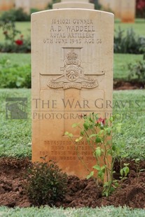 BEIRUT WAR CEMETERY - WADDELL, ANDREW DUNN