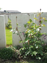 Couin New British Cemetery - Shaw, William