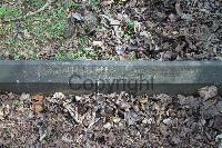 Rotherham (Moorgate) Cemetery - Foers, Frank Cecil